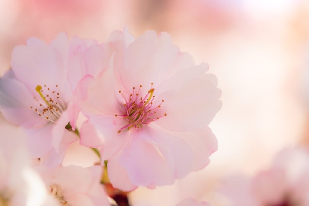 Photo Cherry blossoms