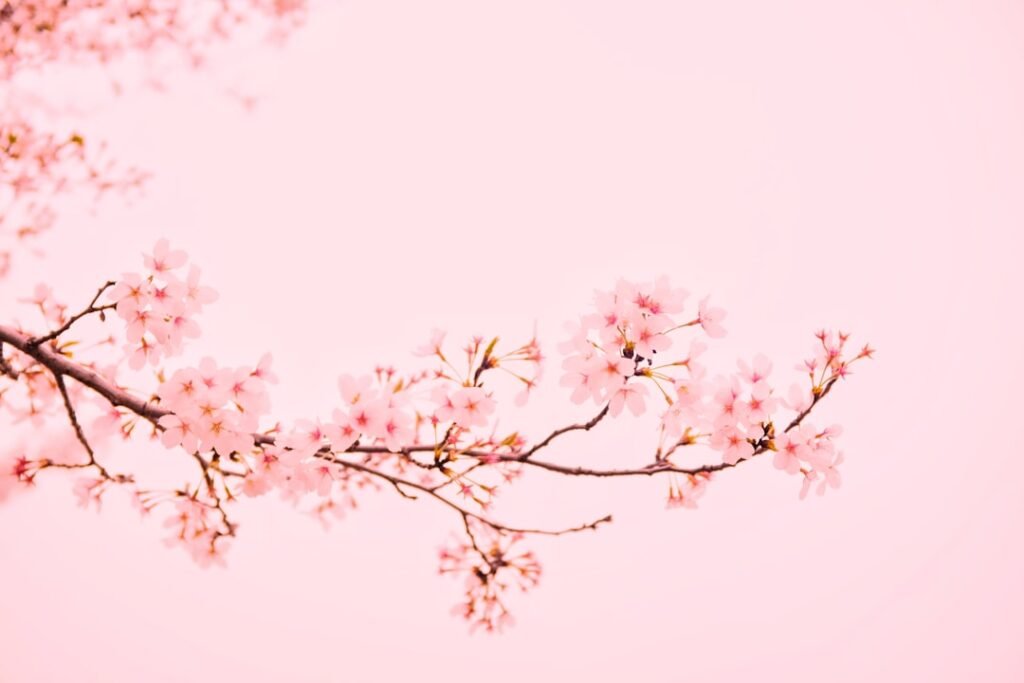 Photo Cherry blossoms